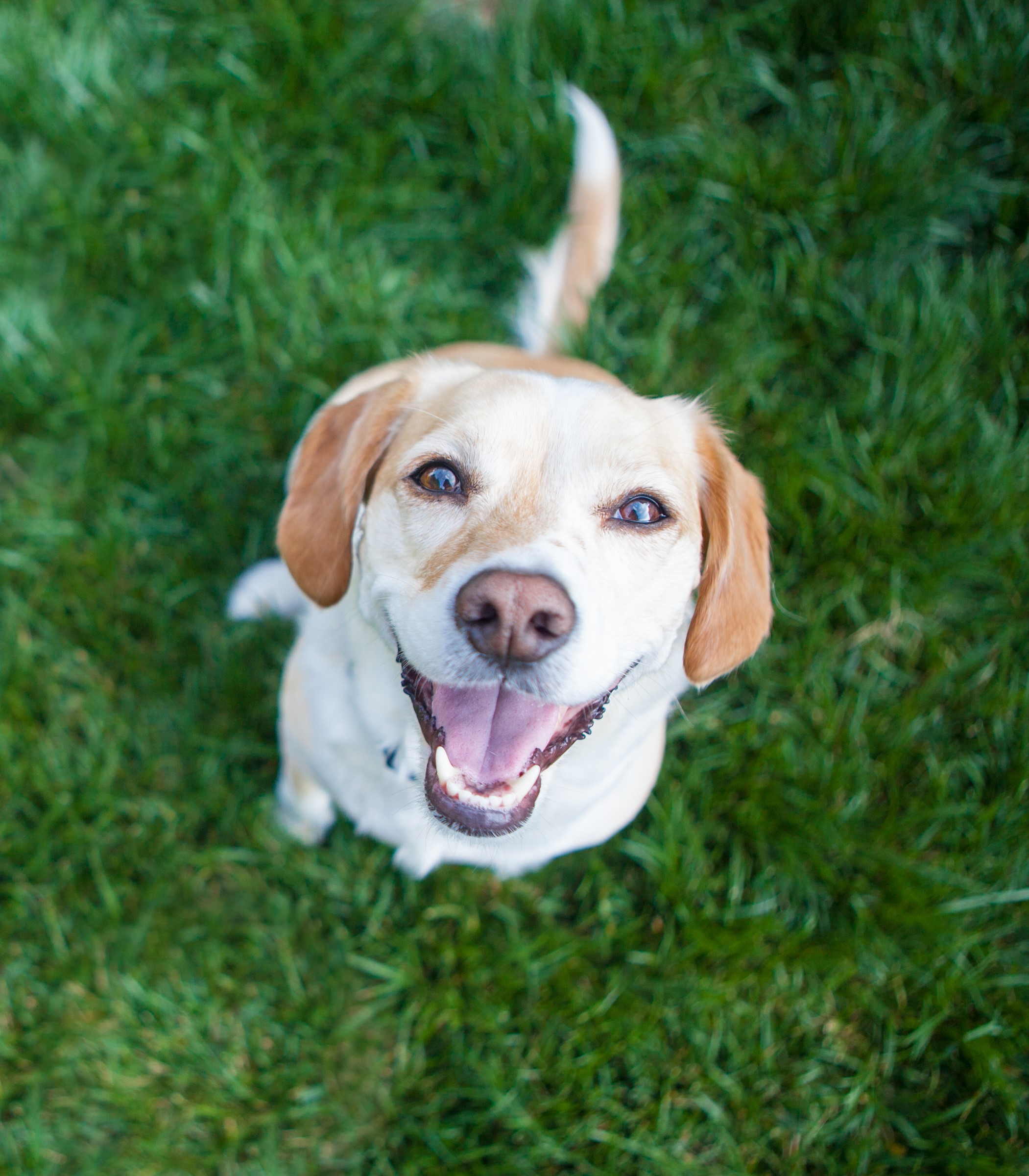 Dog on grass